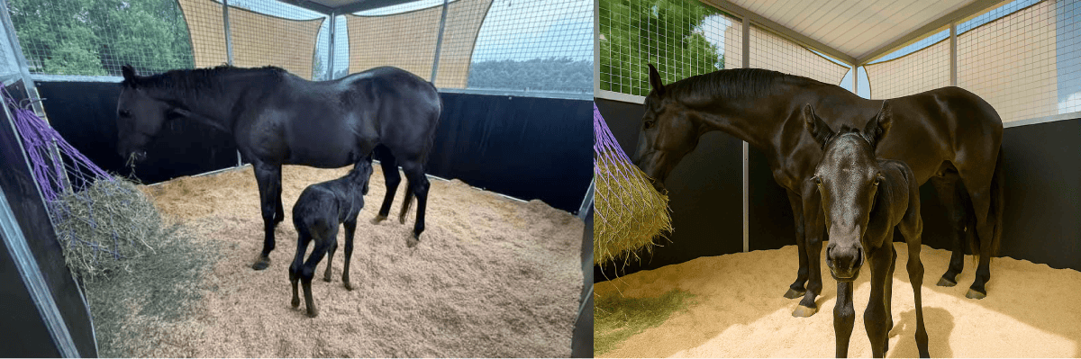 Black mare and foal in stable with hay.